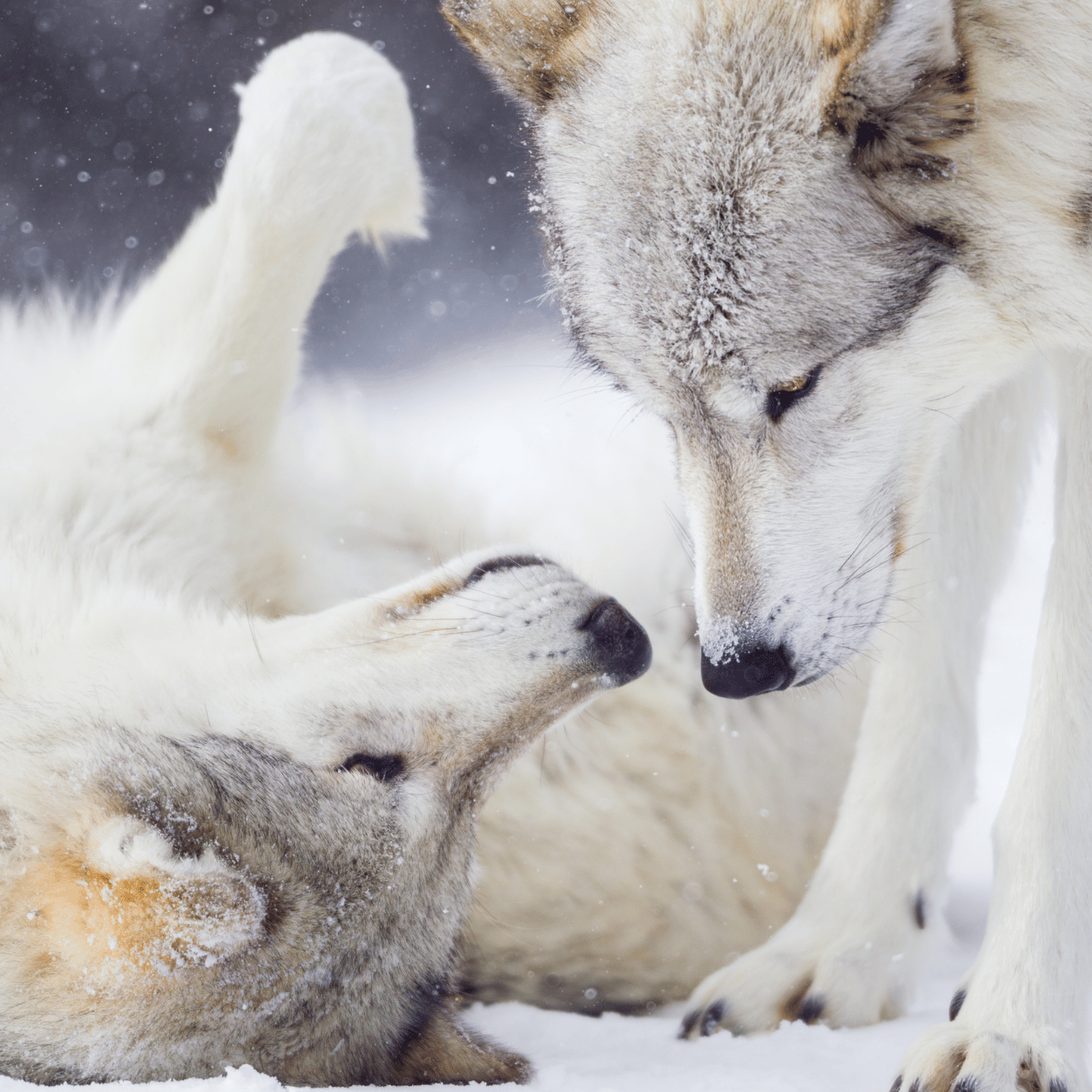 Mountain Wolf wolf research sponsorship